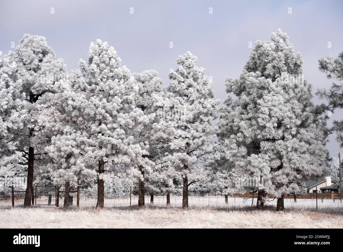 Gelo sui pini di Ponderosa dopo una tempesta invernale. Foto Stock