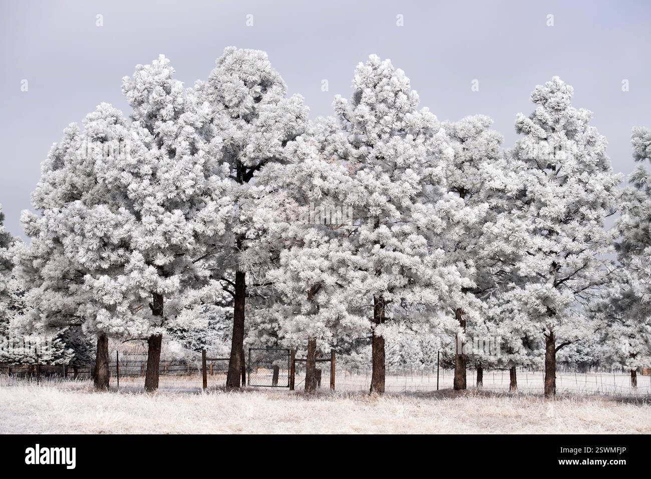 Gelo sui pini di Ponderosa dopo una tempesta invernale. Foto Stock