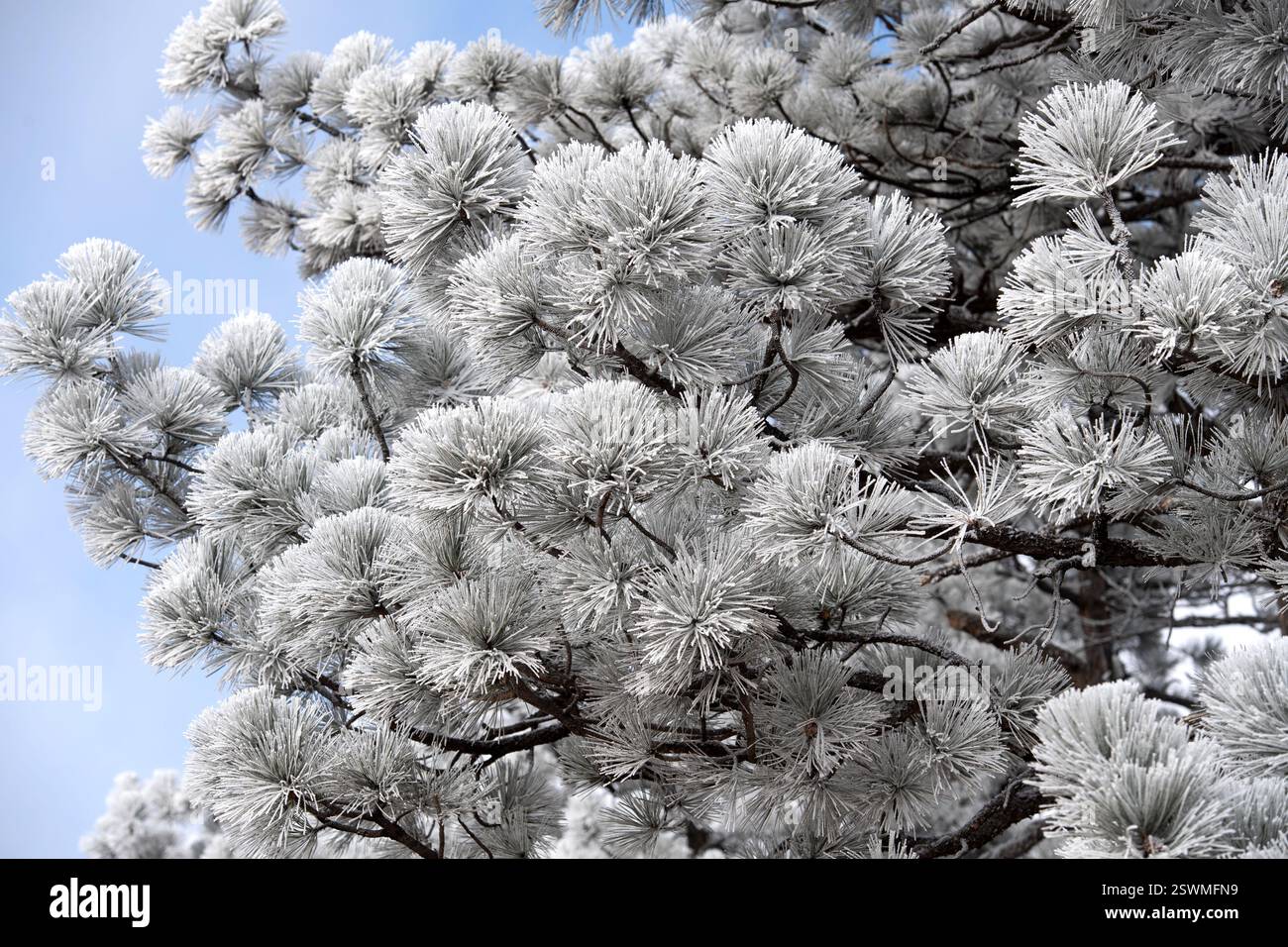 Gelo sui pini di Ponderosa dopo una tempesta invernale. Foto Stock