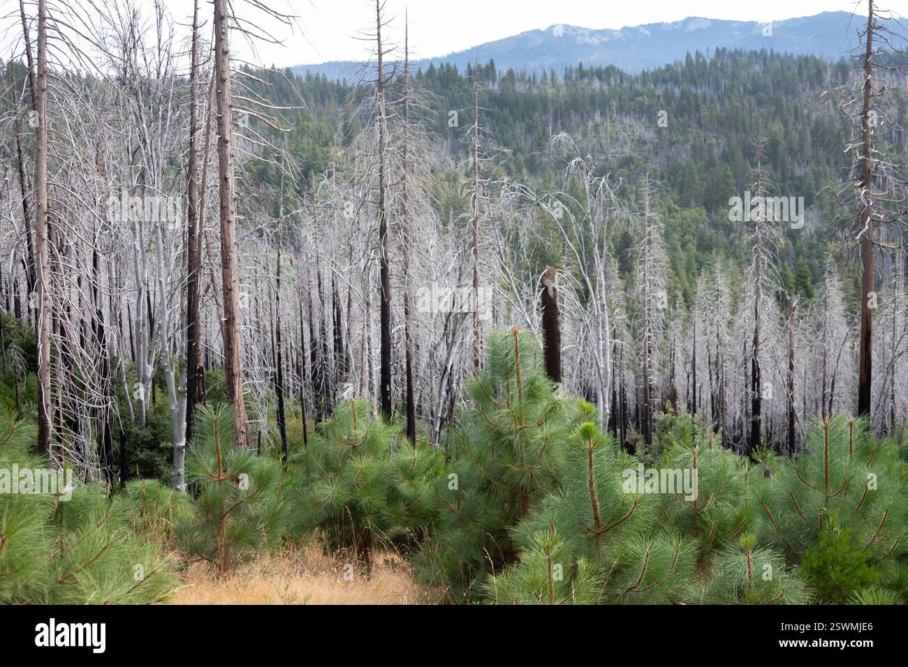 Fish Camp, California - i giovani pini crescono accanto agli alberi bianchi bruciati in un incendio appena fuori dal parco nazionale di Yosemite. Il colore bianco è dovuto a. Foto Stock
