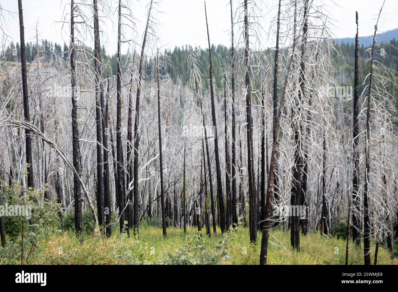 Fish Camp, California - alberi bianchi bruciati in un incendio appena fuori dal parco nazionale di Yosemite. Il colore bianco è dovuto alla cenere lasciata dopo l'incendio Foto Stock