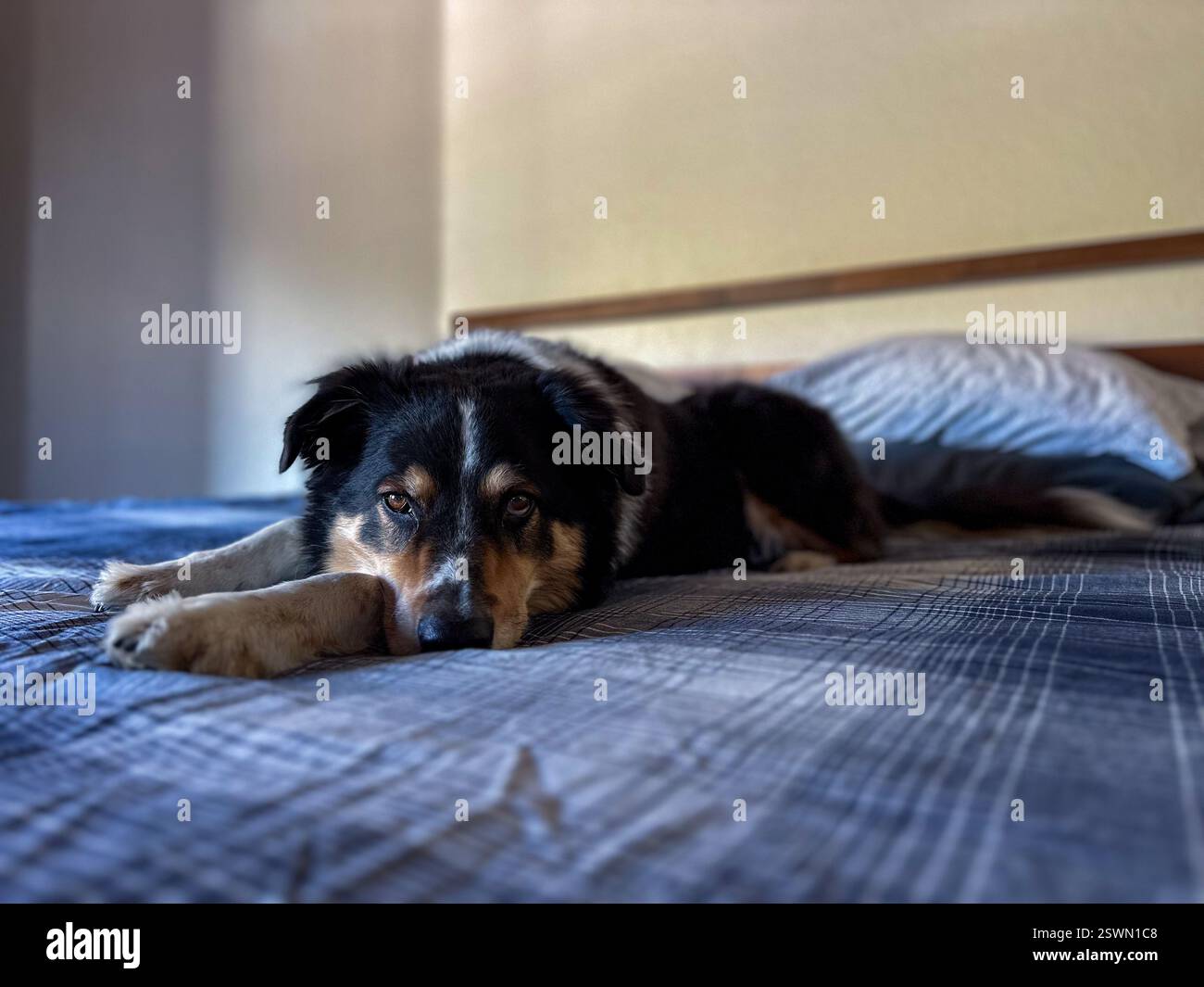 Cane nero, bianco e oro steso sul letto, collie di confine che si mescolano in tutta tranquillità in camera da letto su biancheria da letto a quadri blu Foto Stock