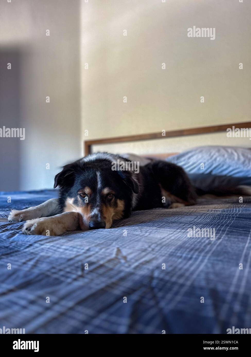 Cane nero, bianco e oro steso sul letto, collie di confine che si mescolano in tutta tranquillità in camera da letto su biancheria da letto a quadri blu Foto Stock