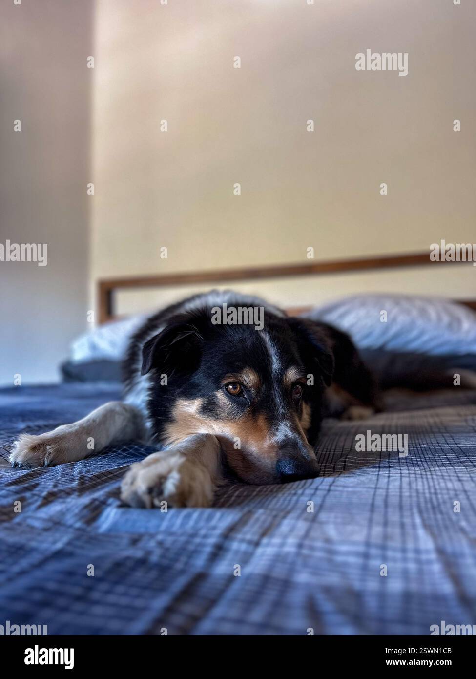 Cane nero, bianco e oro steso sul letto, collie di confine che si mescolano in tutta tranquillità in camera da letto su biancheria da letto a quadri blu Foto Stock