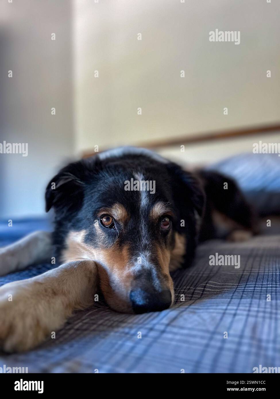 Cane nero, bianco e oro steso sul letto, collie di confine che si mescolano in tutta tranquillità in camera da letto su biancheria da letto a quadri blu Foto Stock