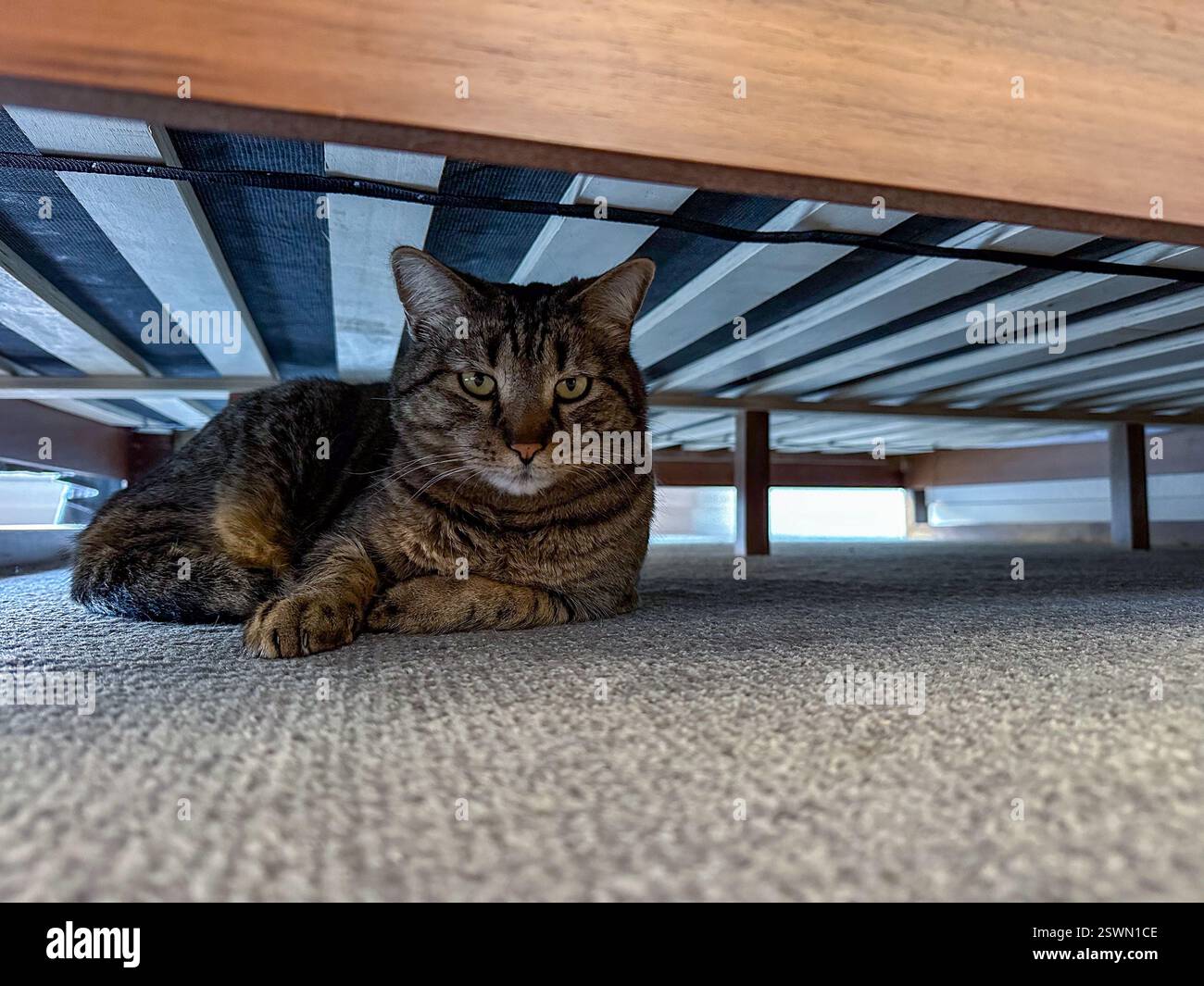 Gatto da tavola grigio che giace sotto un letto, gattino a righe grigie che fa un pisolino sotto il letto Foto Stock