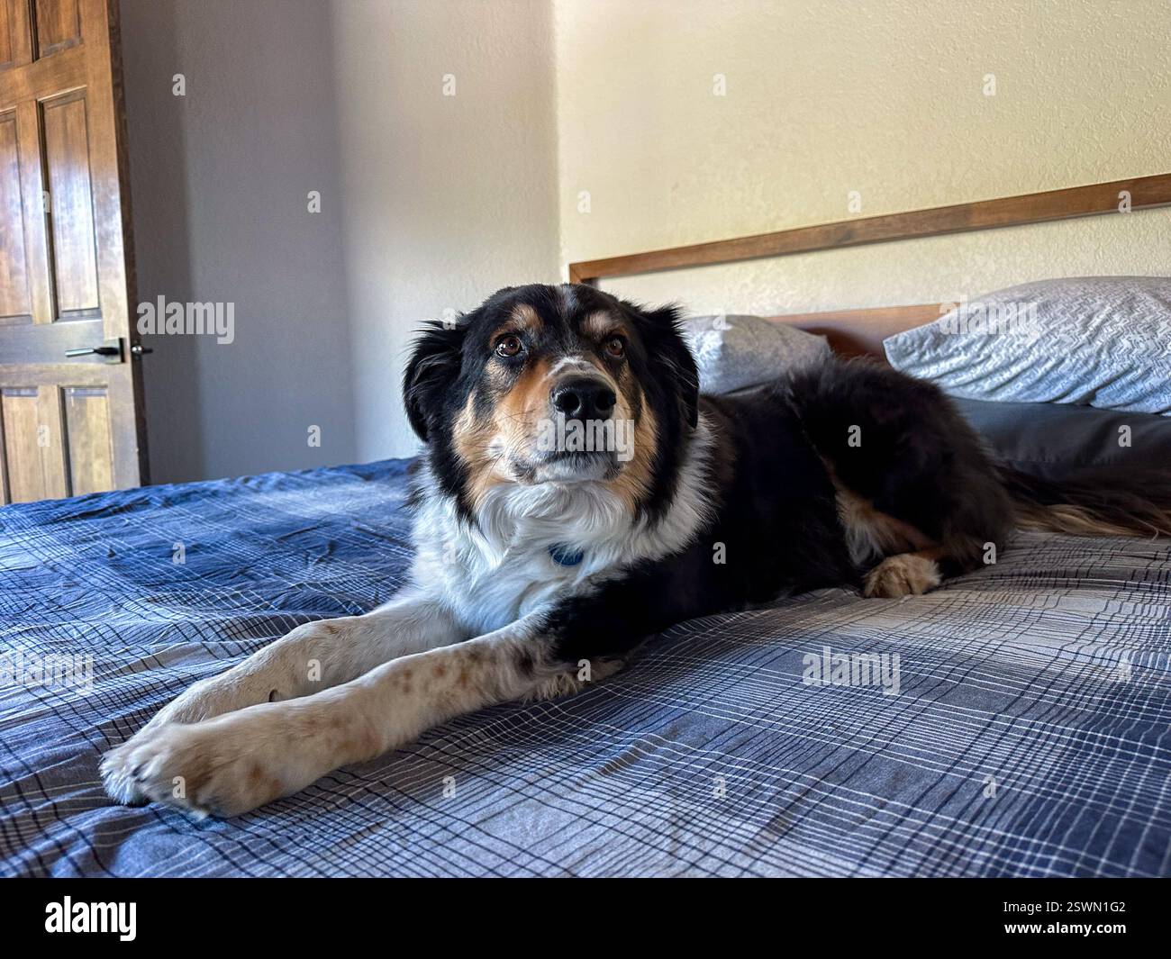 Cane nero, bianco e oro steso sul letto, collie di confine che si mescolano in tutta tranquillità in camera da letto su biancheria da letto a quadri blu Foto Stock