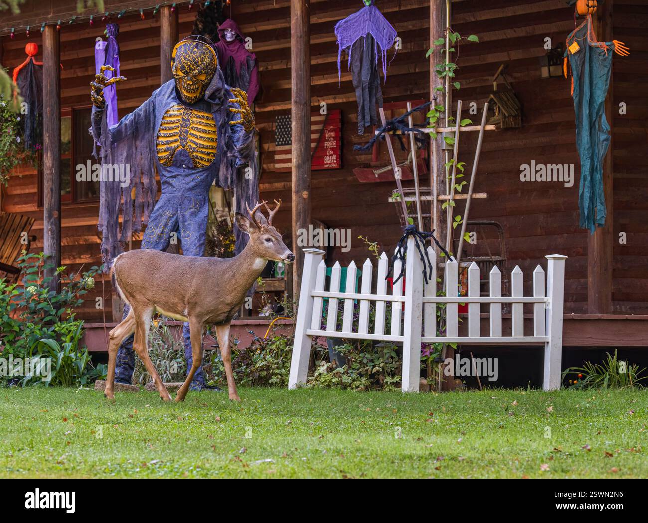 Cammina tra le decorazioni di halloween nel Wisconsin settentrionale. Foto Stock