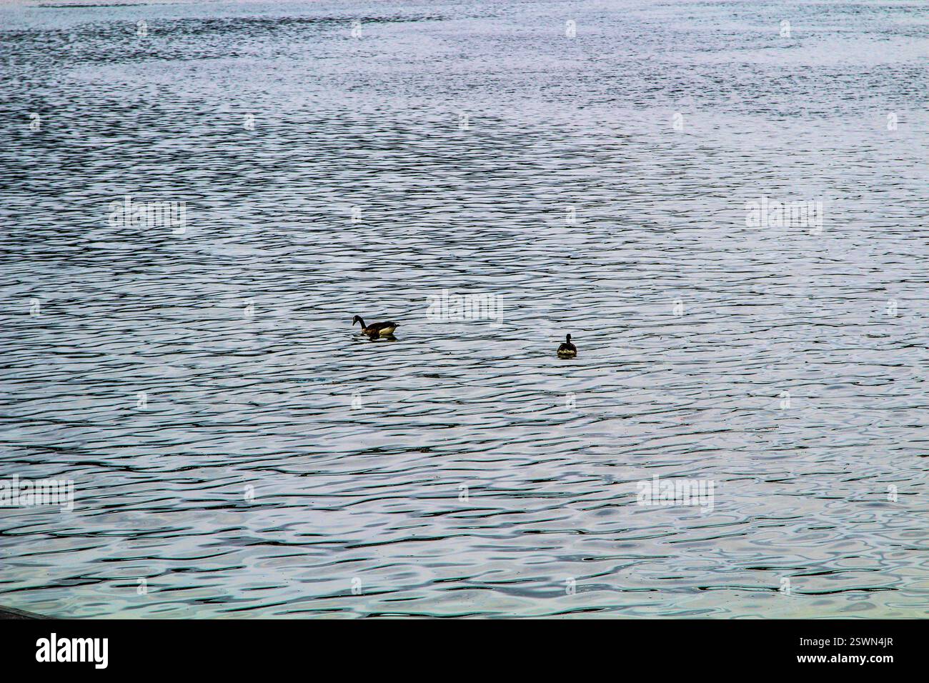 Due anatre scivolano sulla tranquilla superficie di un fiume a Pittsburgh. Foto Stock