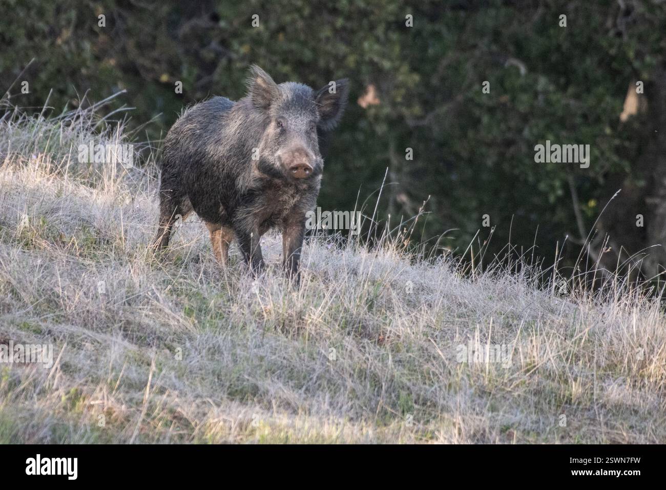 Cinghiale (Sus scrofa) o maiale selvatico nell'Henry Coe State Park in California. Foto Stock Cinghiale (Sus scrofa) o maiale selvatico nell'Henry Coe State Park in California. Foto Stock