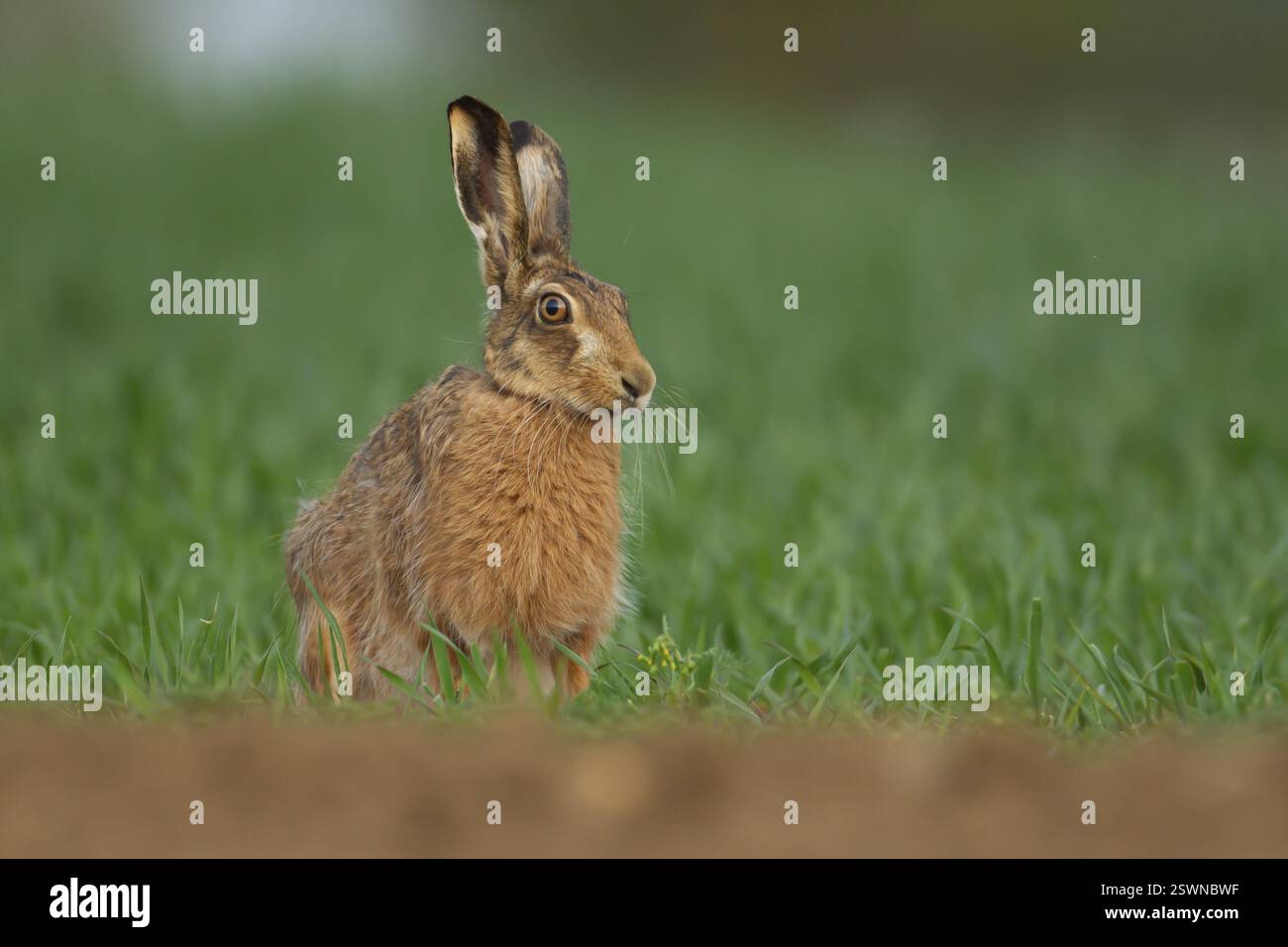 Lepre bruna europea (Lepus europaeus) animale adulto in un terreno agricolo coltivato a cereali in primavera, Inghilterra, Regno Unito, Europa Foto Stock
