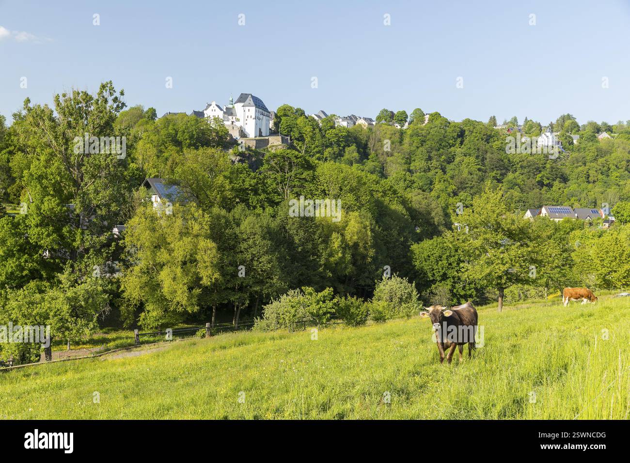 Castello di Wolkenstein sopra la valle di Zschopau, vista da Schoenbrunn, in primo piano ci sono mucche nel pascolo, Erzgebirge, Sassonia, Germania, Europa Foto Stock