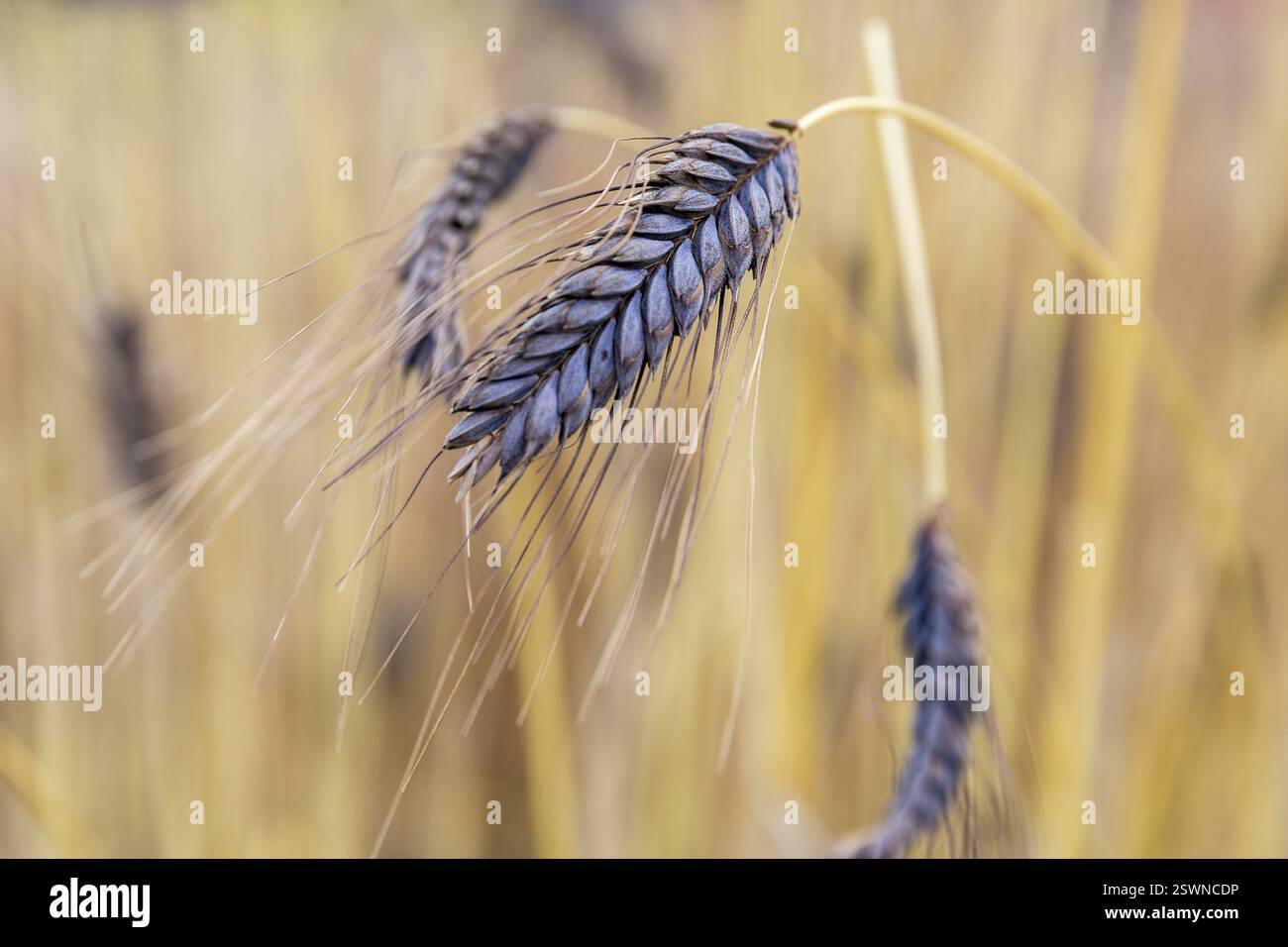 Farro nero (Triticum dicoccon var. Atratum), Spike, Burggarten Cadolzburg, Baviera, Germania, Europa Foto Stock