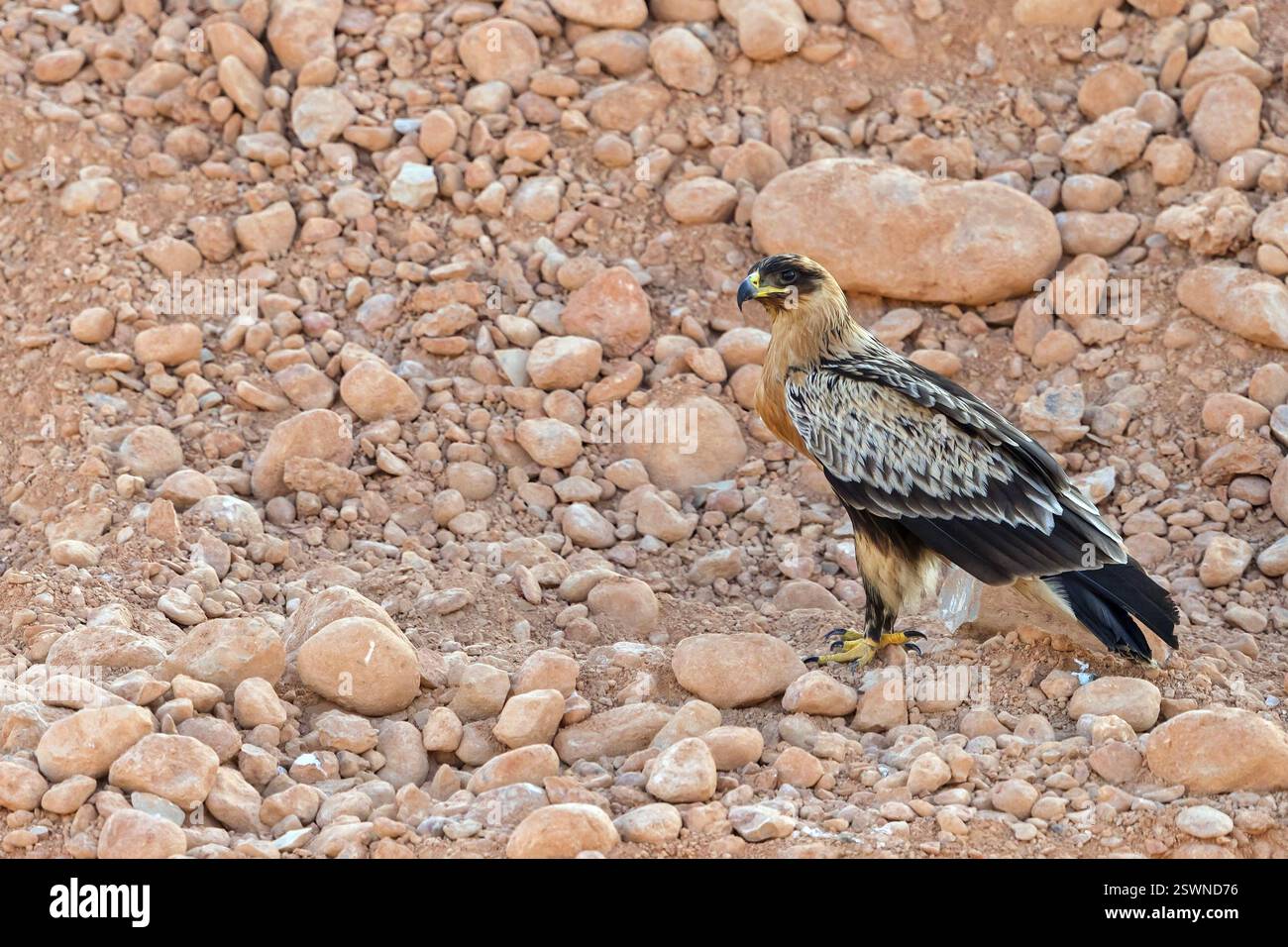 Aquila d'oro (Aquila clanga), rapaci, animali, uccelli, habitat, biotopo, Raysut, Salalah, Governatorato di Dhofar, Oman, Asia Foto Stock