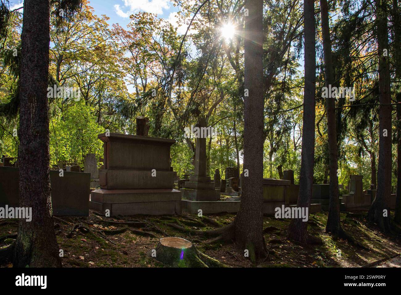 La luce del sole filtra tra tra gli alberi nel cimitero Hietaniemi di Helsinki, Finlandia Foto Stock
