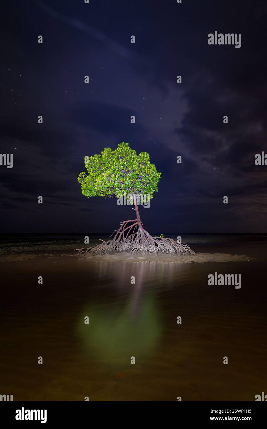 Paesaggio notturno creativo con illuminazione a basso livello per illuminare una splendida mangrovia rossa e il suo riflesso durante la bassa marea a Yule Point a Cairns. Foto Stock