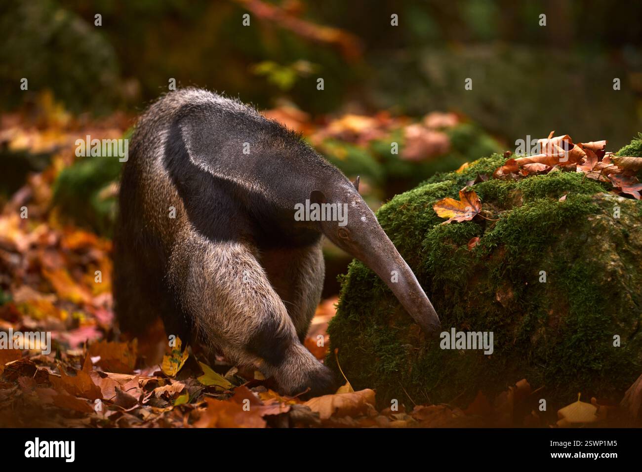 Anteater, animale carino dal Brasile. Anteater gigante, Myrmecophaga tridactyla, animale con coda lunga e tronco naso muzzle, Pantanal, Brasile. Flora e fauna selvatiche Foto Stock