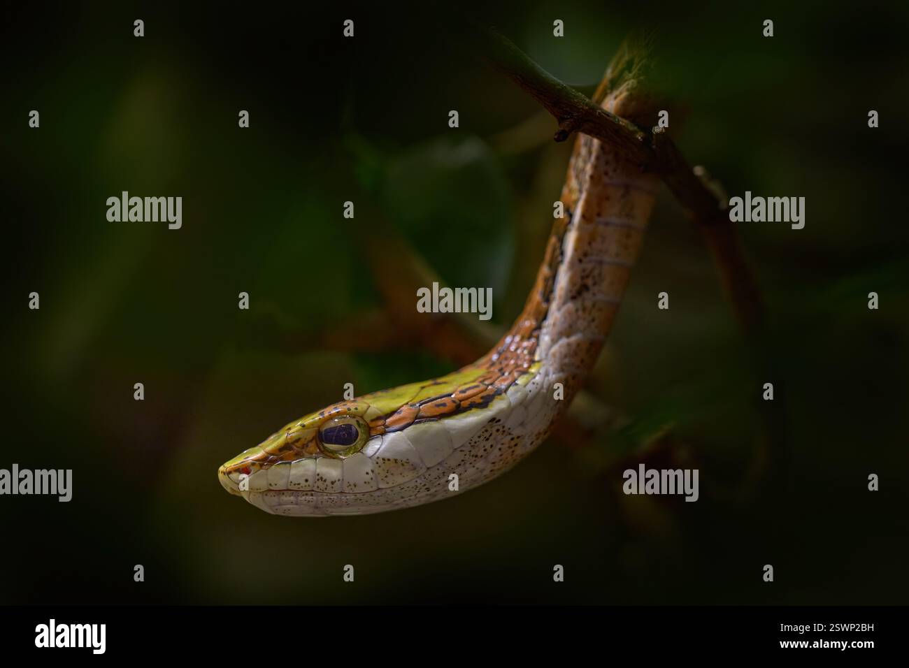 Serpente di vite savana o serpente di vite meridionale, Thelotornis capensis, serpente dal Sudafrica. Ritrattistica, ritratto di dettaglio in primo piano nella casa più antica della natura Foto Stock