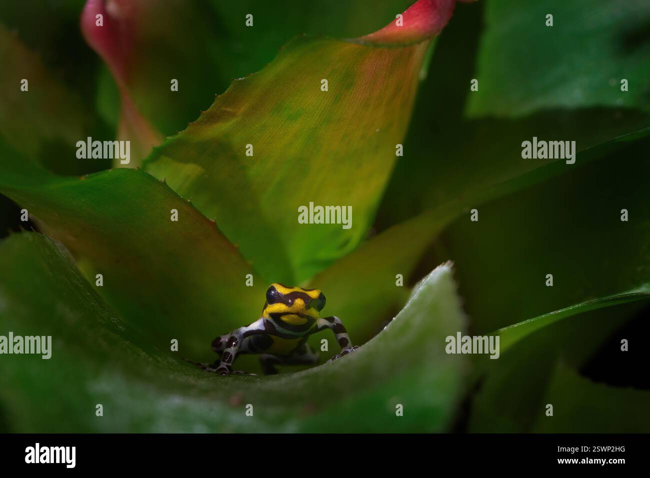 Ranitomeya sirensis, rana veleno Sira, foresta pluviale in Perù. Piccolo anfibio nella foglia verde di bromelia. Neatura tropica. Fauna selvatica in Perù. Ranitomeya Foto Stock