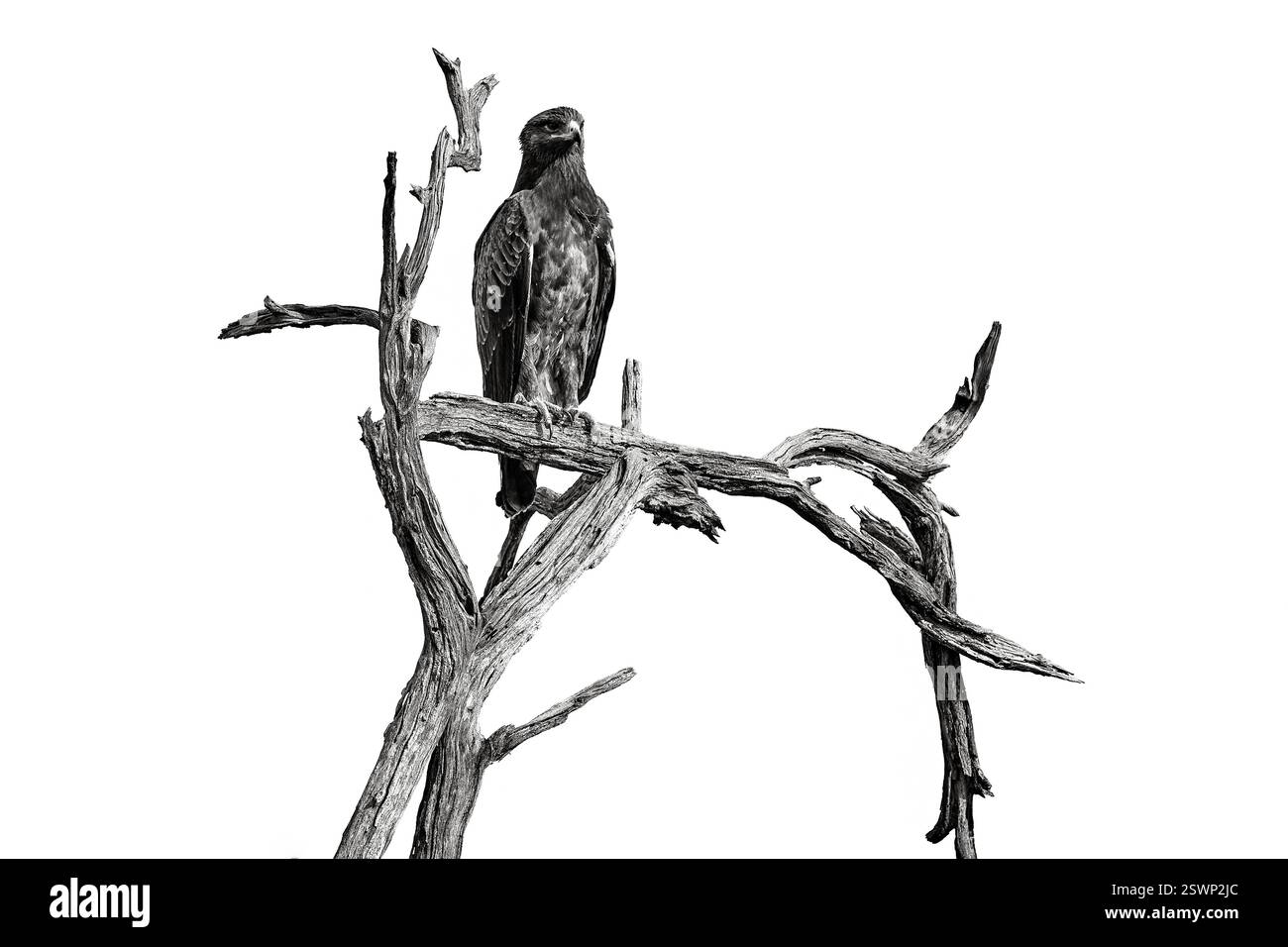 Arte africana in bianco e nero. L'aquila di Wahlberg, Hieraaetus wahlbergi, rapace bruno e nero nell'habitat naturale, seduto sul ramo, Kruger Foto Stock