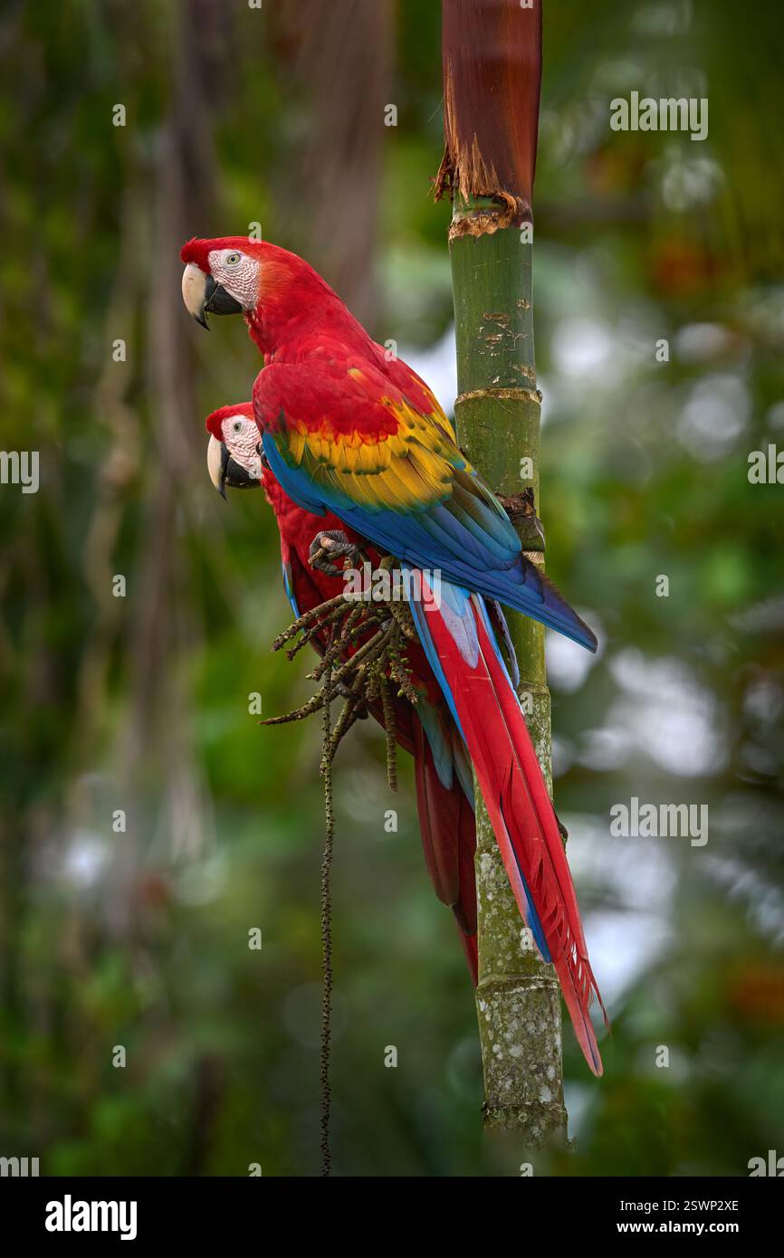 Due grandi Scarlet Macaws, Ara macao, due uccelli seduti sulla palma, in Colombia. La fauna selvatica ama la scena della foresta tropicale. Due bellissimi pappagalli Foto Stock