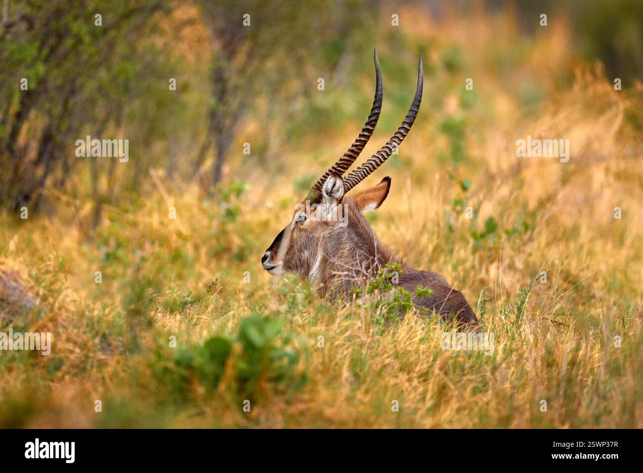 Waterbuck, Kobus ellipsiprymnus, grande antilope nell'Africa subsahariana. Africa tramonto con antilope. Bell'animale africano nell'habitat naturale, Okavang Foto Stock