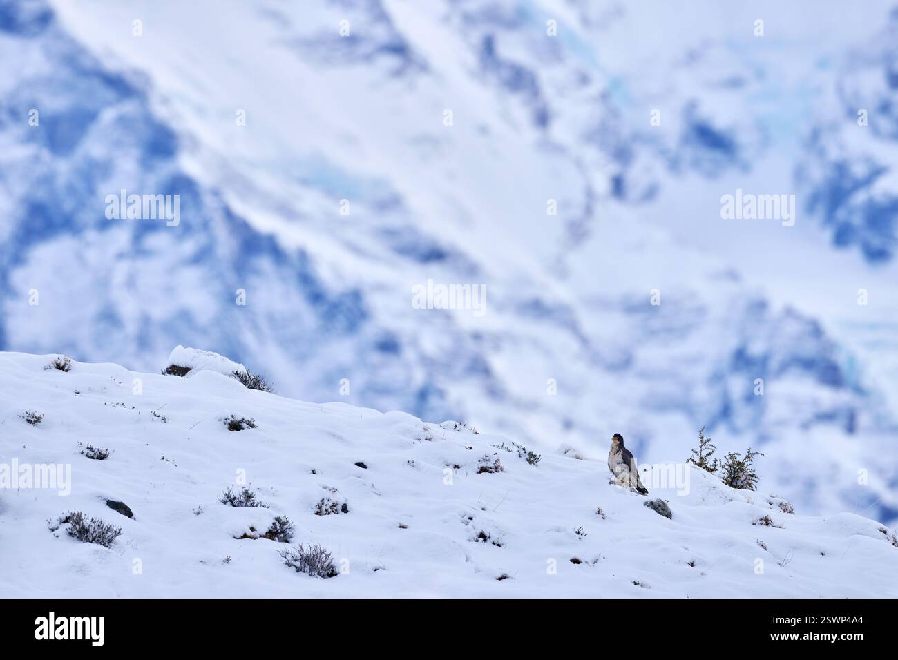 caracara dalla gola bianca, Phalcoboenus albogularis, falco d'uccello nell'inverno innevato. Caracara in habitat, Torres del Paine NP, Cile. Inverno in Patagonia, Foto Stock
