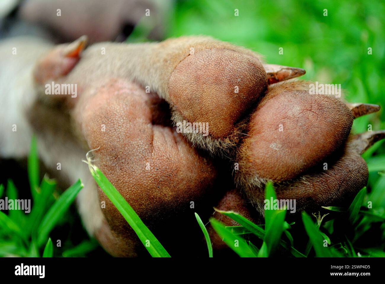 cane paw primo piano Foto Stock