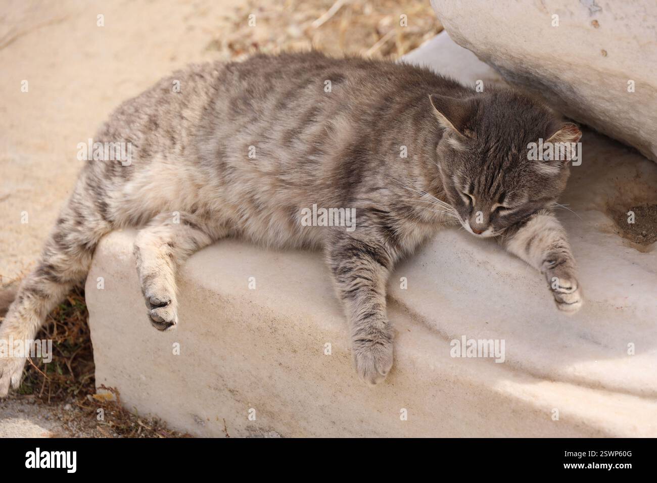 Gatto riposa all'ombra sotto un'antica colonna sull'isola di Delo-Grecia Foto Stock