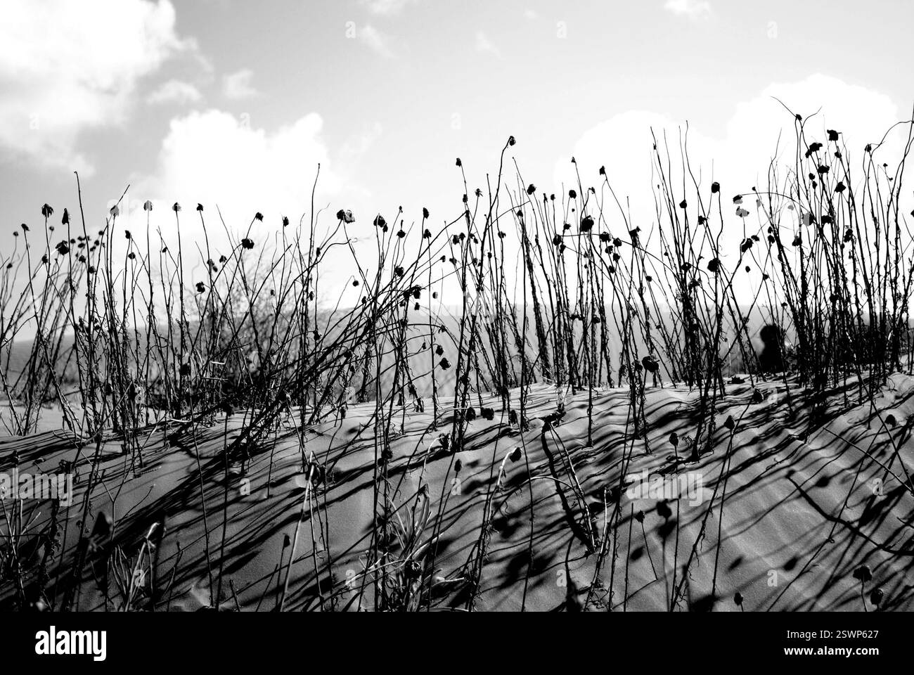 Deserto nell'entroterra australiano Foto Stock