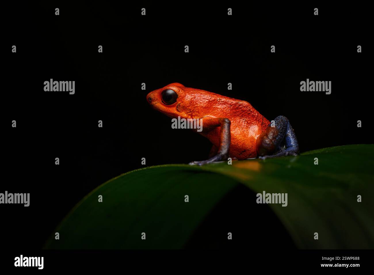 Raro anfibio nel tropico. Giungla faunistica. Rana rosso-blu nella foresta. Rana veleno di fragole rosse, Dendrobates pumilio, nell'habitat naturale, Costa Foto Stock