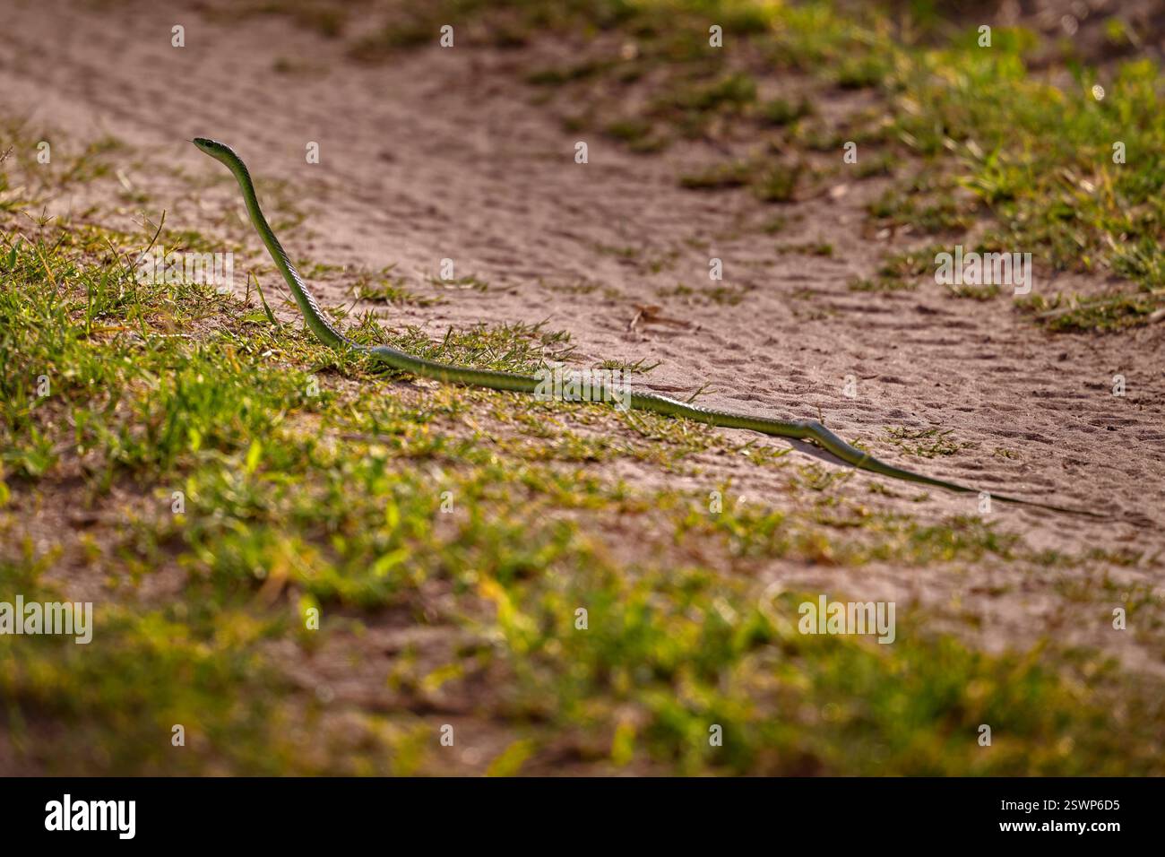 Spotted Bush Snake, Philothamnus semivariegatus, sulla strada di ghiaia. Serpente verde scivoloso sull'erba naturale, delta dell'Okavango in Botswana. Viper nel nat Foto Stock