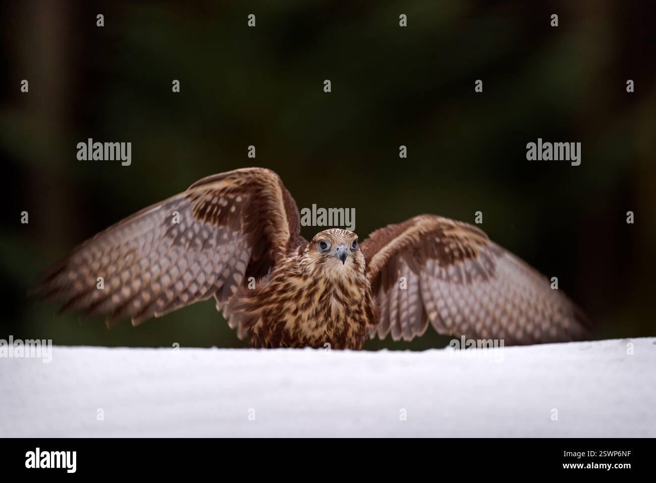 Falco Falco cherrug, falco Saker, ritratto di dettaglio dell'uccello preda. Uccello raro con testa bianca. Foresta in inverno freddo, animale in habitat naturale, Spagna Foto Stock