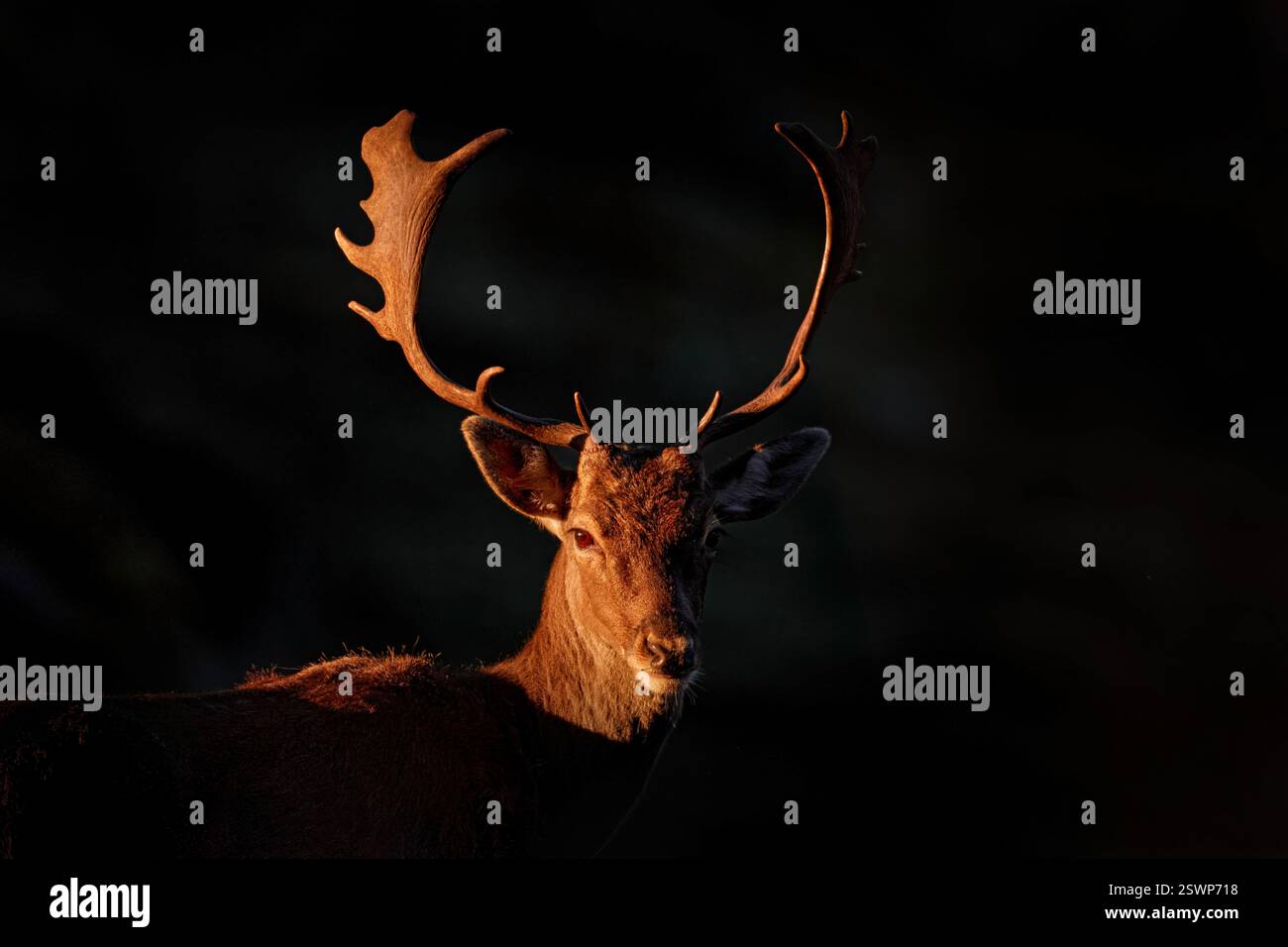 Flora e fauna selvatiche in Andalusia. Fallow Deer, Dama dama, nella foresta autunnale, Spagna. Animale sul prato della foresta. Fauna selvatica in Europa. Maestoso potente adulto i Foto Stock