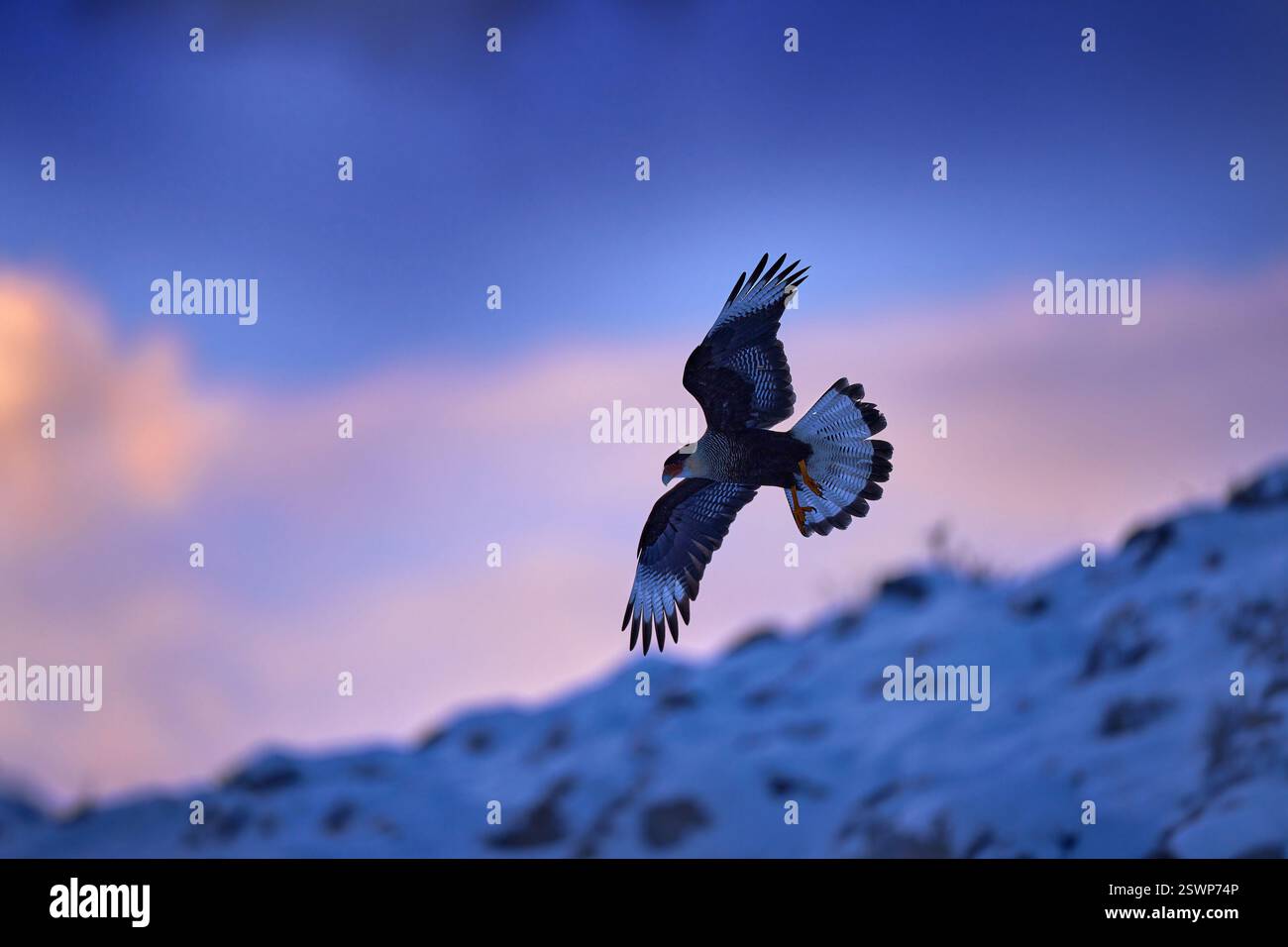 Paesaggio invernale con uccelli. Sud di Caracara plancus, alla luce del mattino. Uccello preda che punge sulla pietra. Fauna selvatica dalla natura, Sud America, Tor Foto Stock