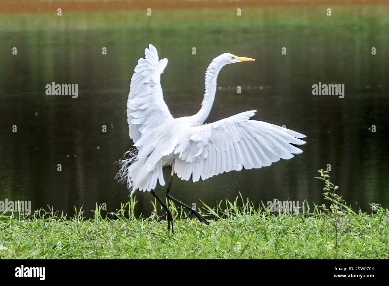 Great White Egret, Landing, Pantanal, Miranda, Mato grosso do sul, Brasile Foto Stock