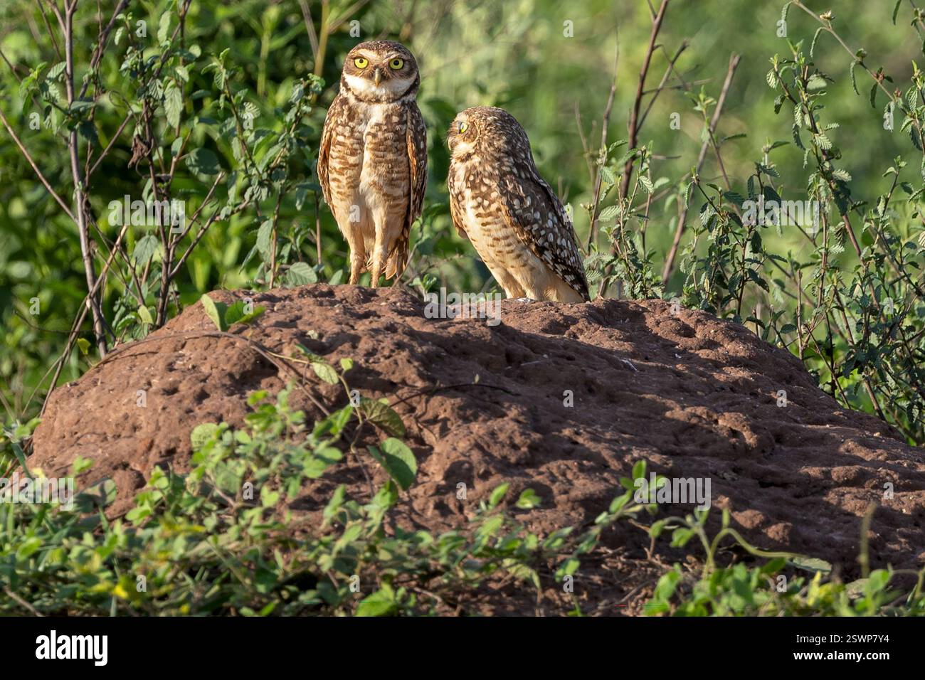Burrowing Owls, che riposa sulla tana, Pantanal, Miranda, Mato grosso do sul, Brasile Foto Stock