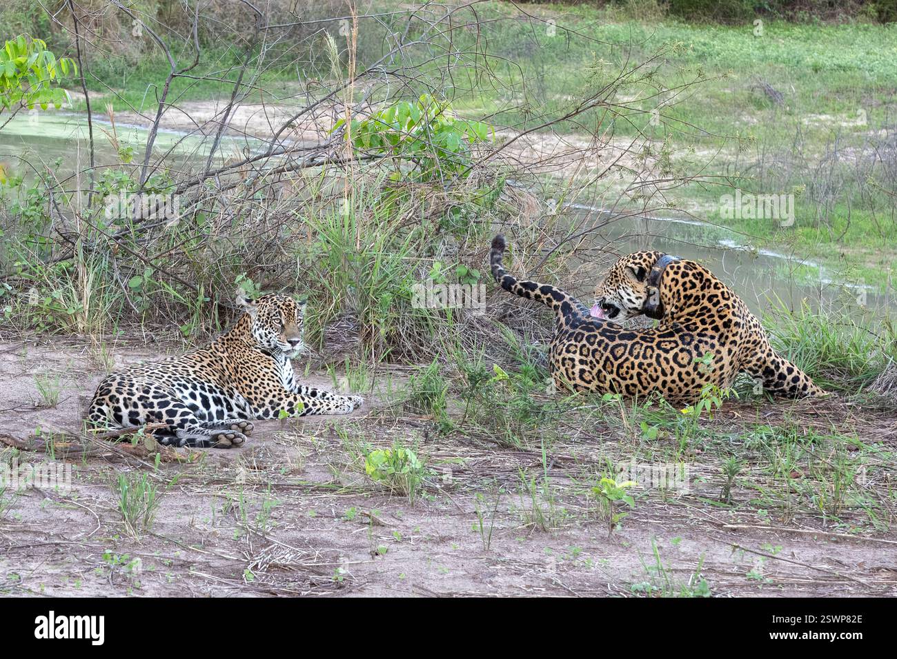 Jaguar, maschio [L] e femmina, Pantanal, Miranda, Mato grosso do sul, Brasile Foto Stock