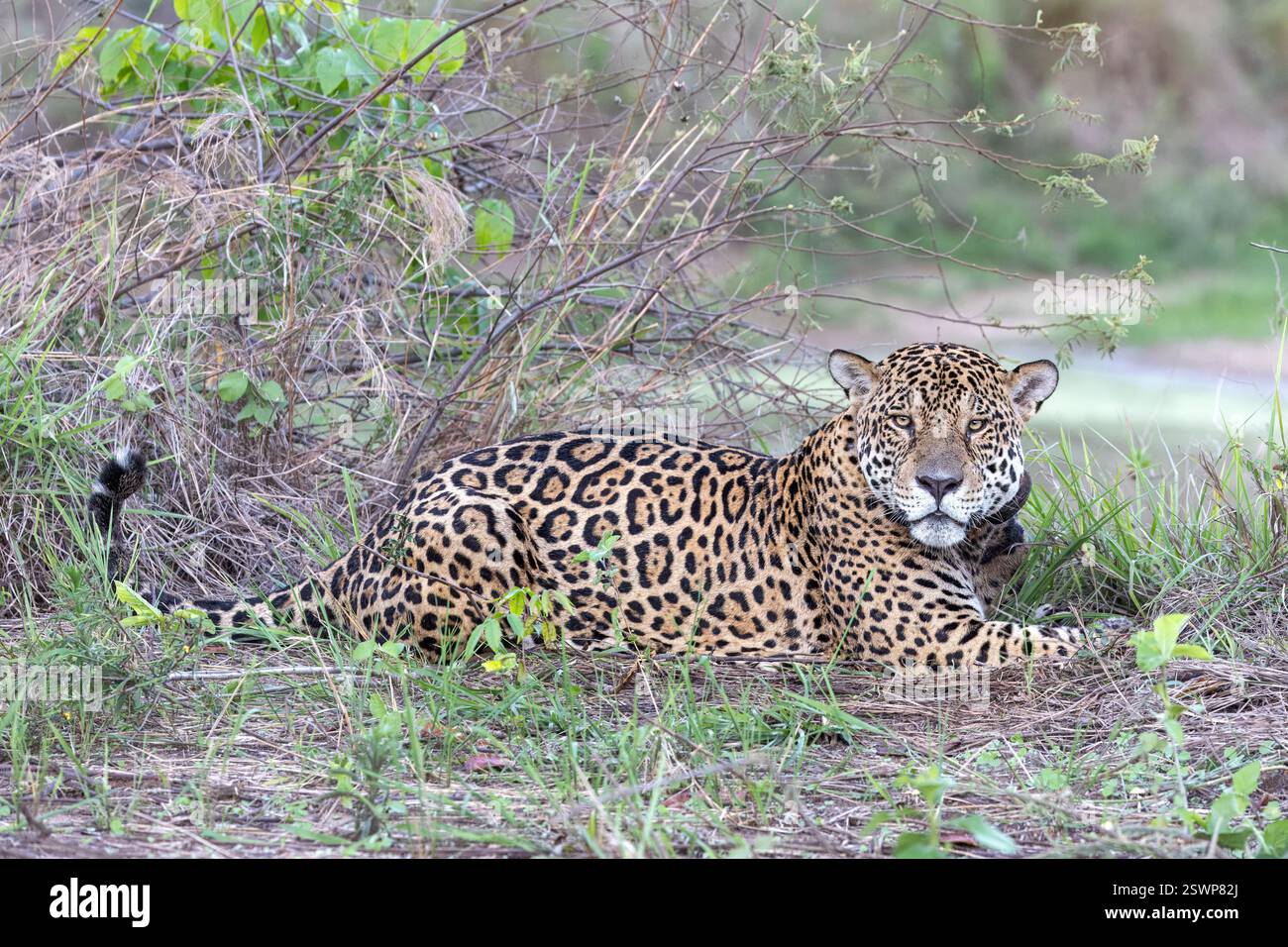 Jaguar, maschio, con colletto, Pantanal, Miranda, Mato grosso do sul, Brasile Foto Stock
