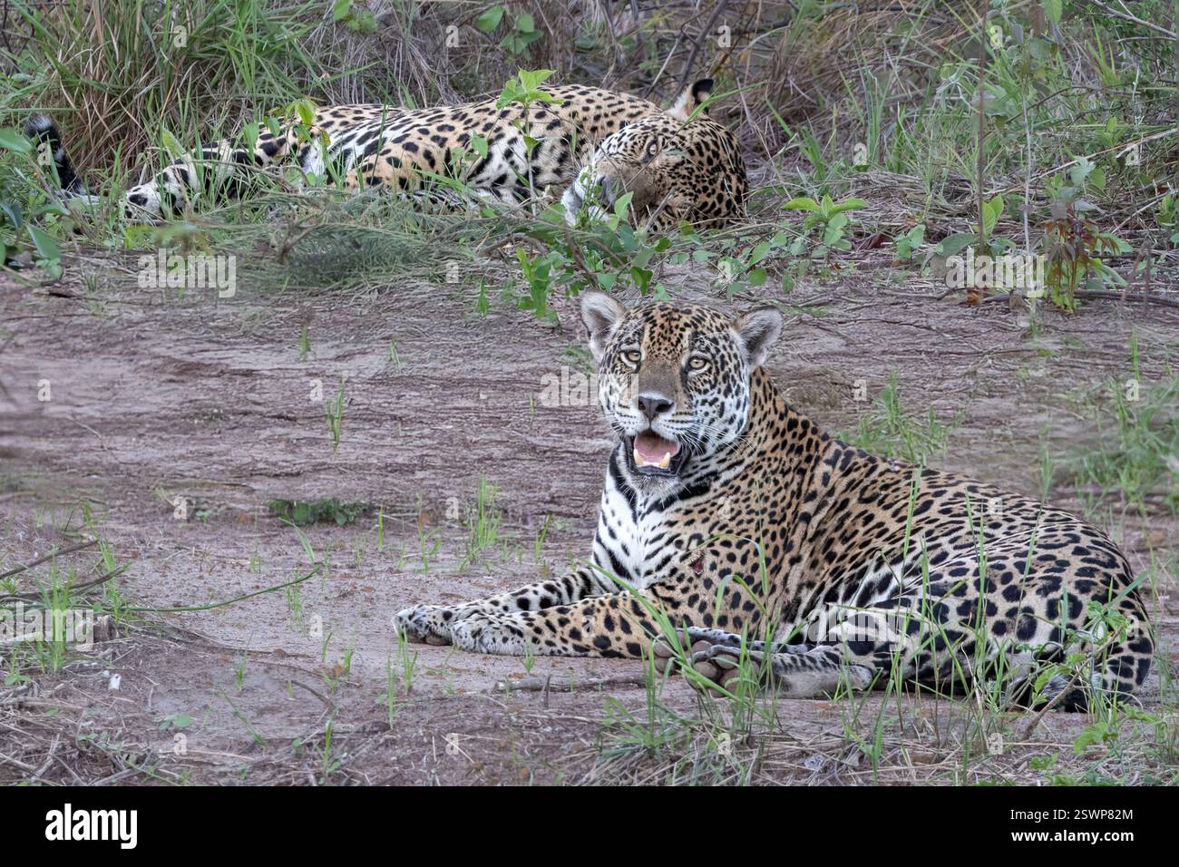 Jaguar, donna, con maschio, Pantanal, Miranda, Mato grosso do sul, Brasile Foto Stock