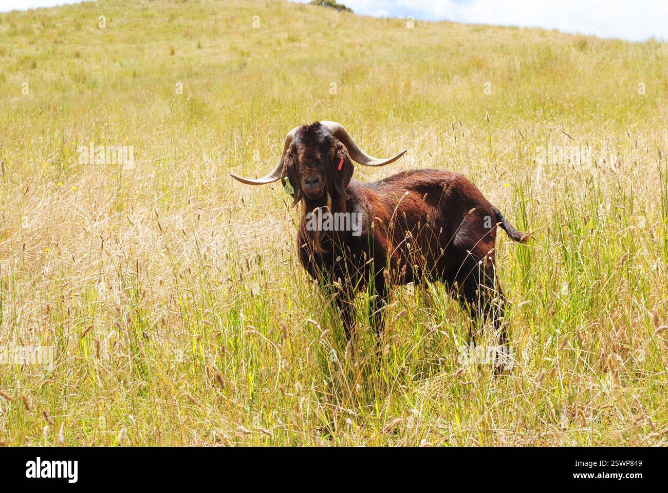 capre selvatiche nel paddock Foto Stock