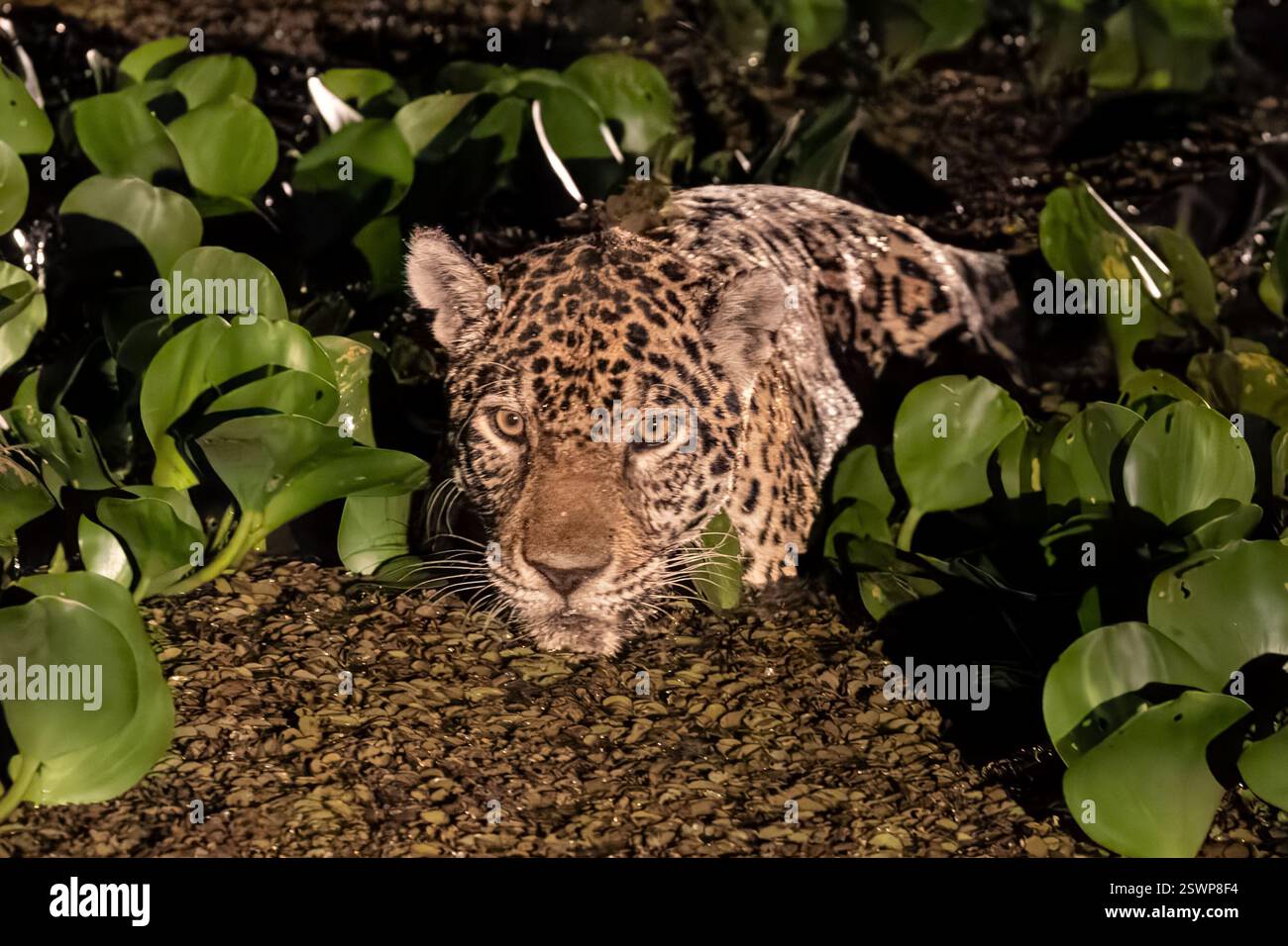 Giaguaro, femmina, caccia di notte, in acqua, Miranda, Pantanal, Mato grosso do sul, Brasile Foto Stock
