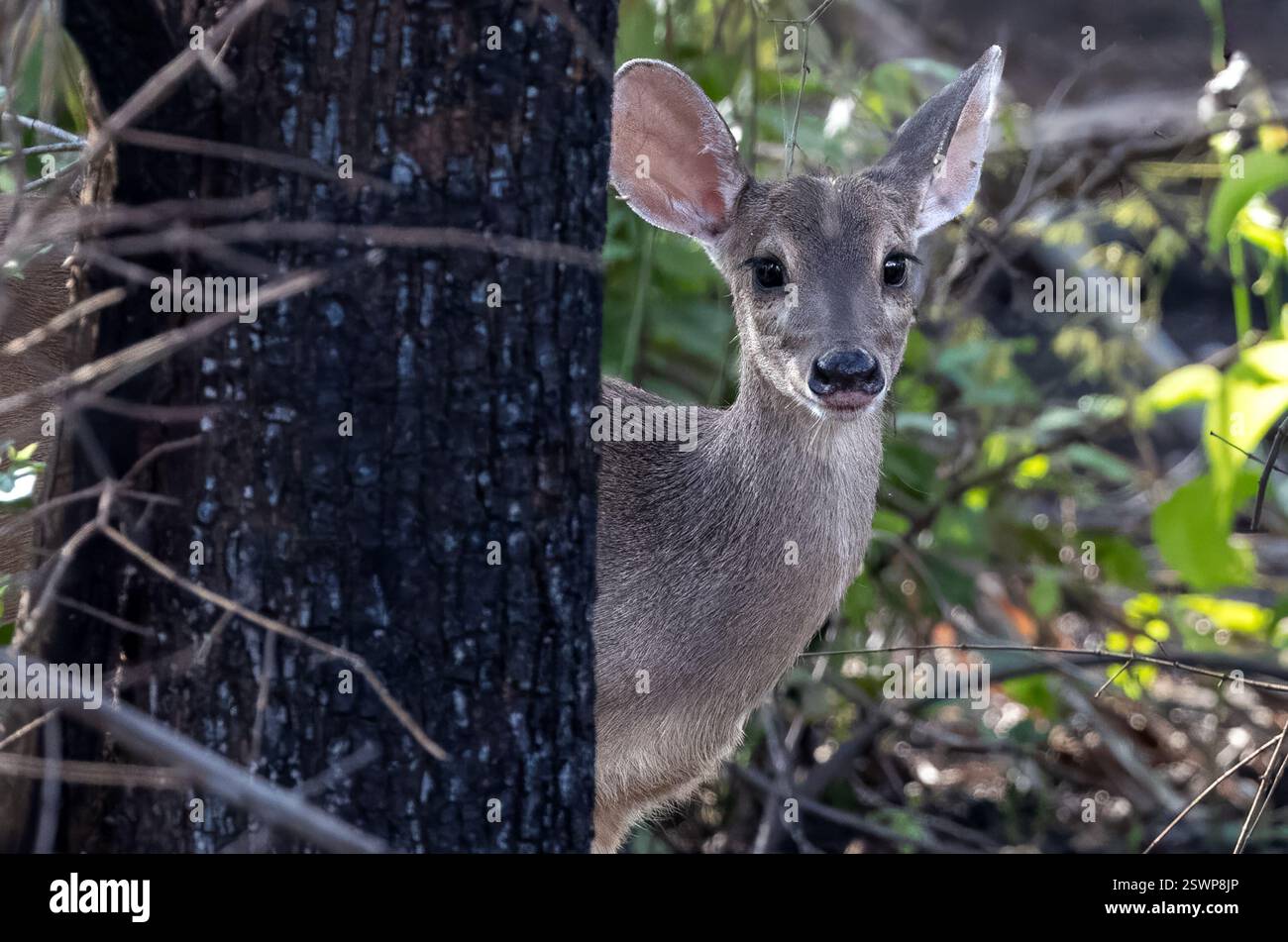 Gray alias Brown Brocket, femmina, Miranda, Pantanal, Mato grosso do sul, Brasile Foto Stock