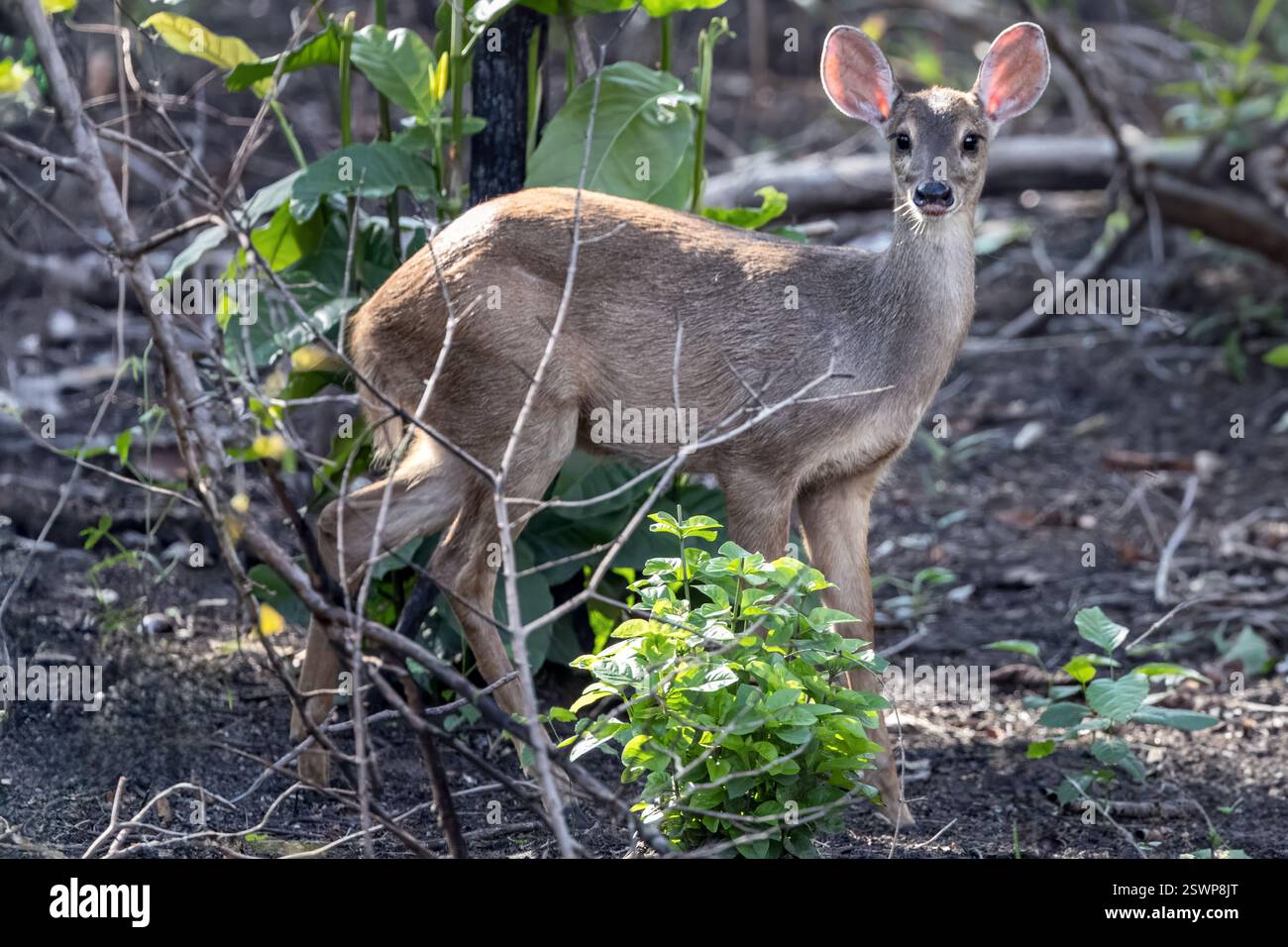 Gray alias Brown Brocket, femmina, Miranda, Pantanal, Mato grosso do sul, Brasile Foto Stock