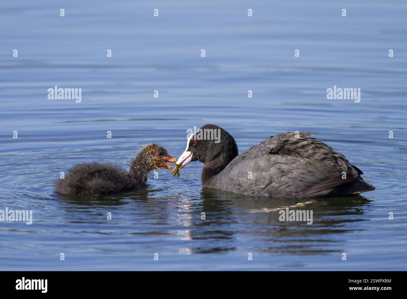 la fossa eurasiatica (Fulica atra) nutre le alghe mentre nuota in acqua blu in un giorno di primavera di sole Foto Stock