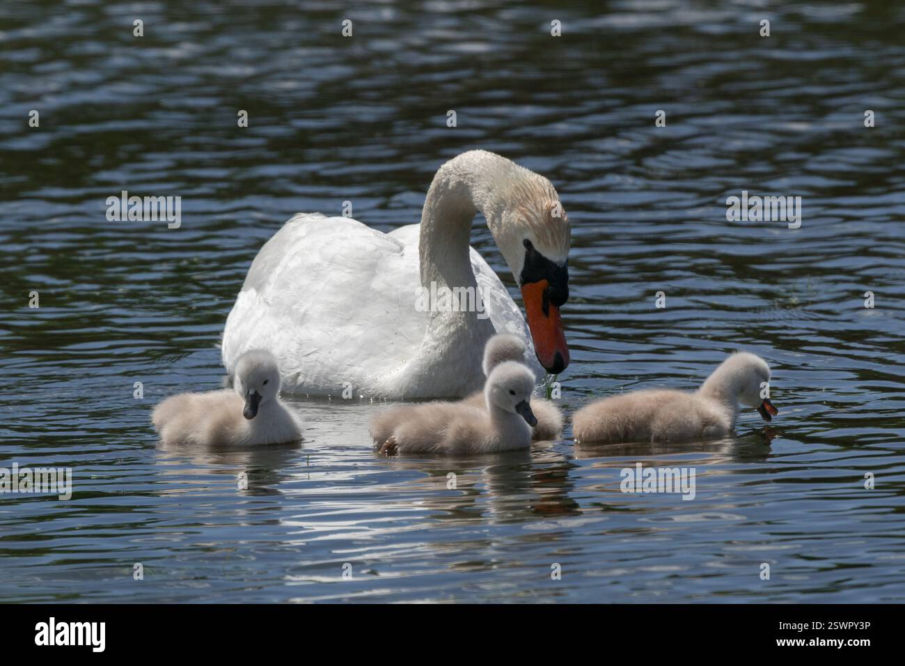 Cigno muta madre (Cygnus olor) con quattro cygnets di diversi giorni, nel fiume. Giorno di primavera Foto Stock
