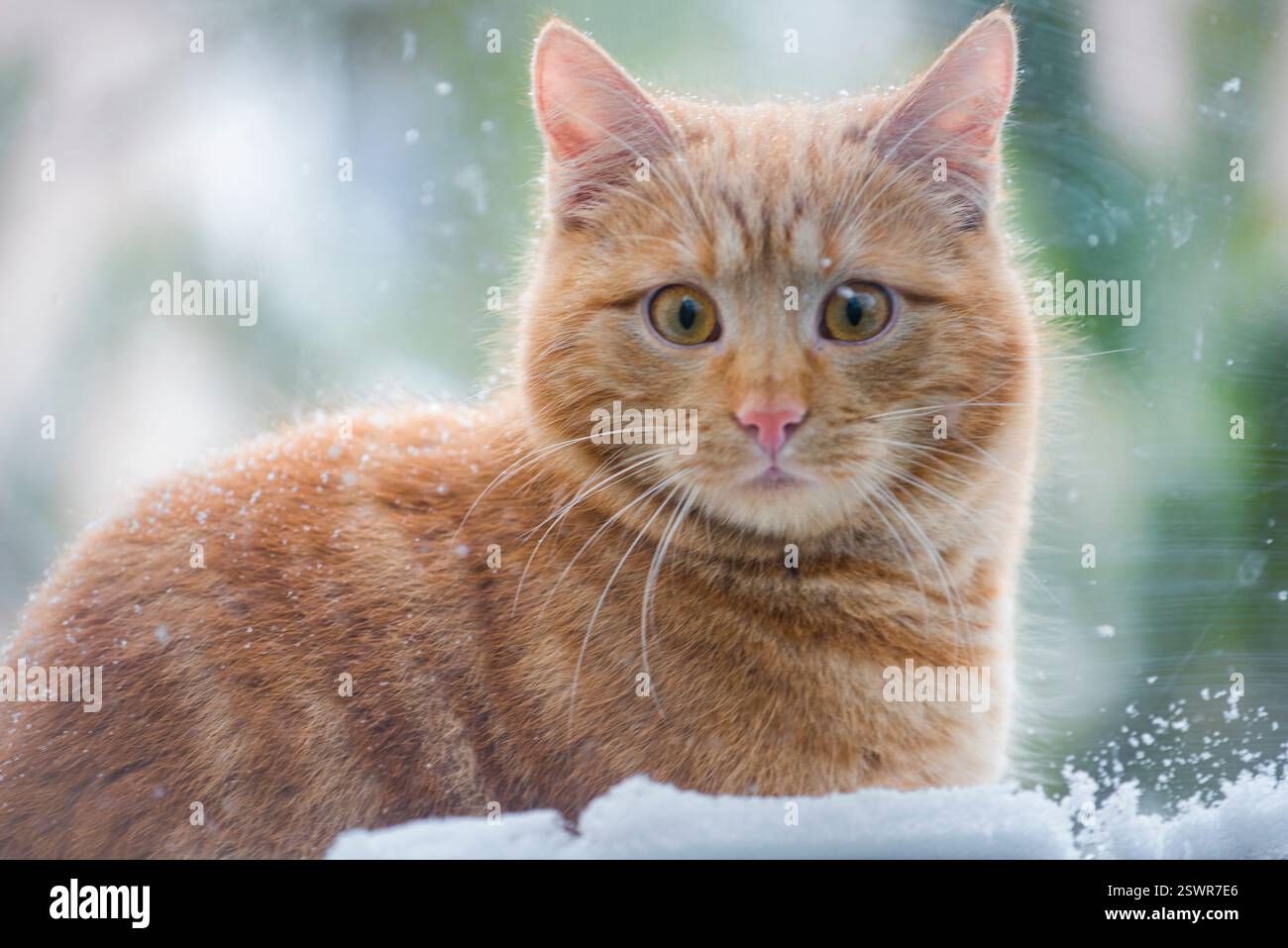 Un gatto rosso attento, con un pino innevato sullo sfondo Foto Stock