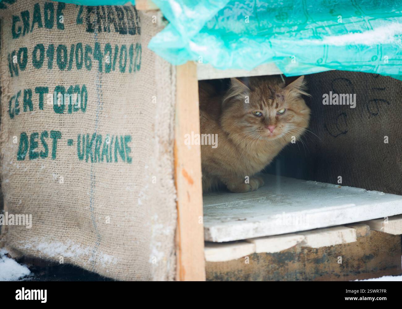 Inverno nevoso, un gatto rosso soffice, in una cuccia (casa dei gatti), fatto di sacchetti di caffè - parete di sacchetti di iuta, tetto di una borsa grano-pro Foto Stock