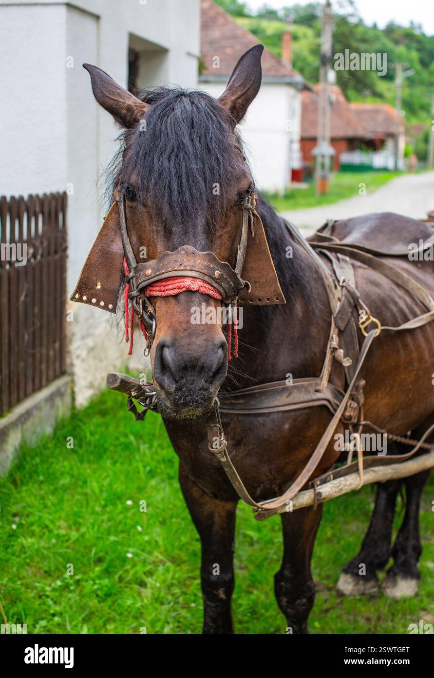 Un maestoso cavallo scuro che indossa un'imbracatura decorata sorge in un ambiente rurale. Foto Stock