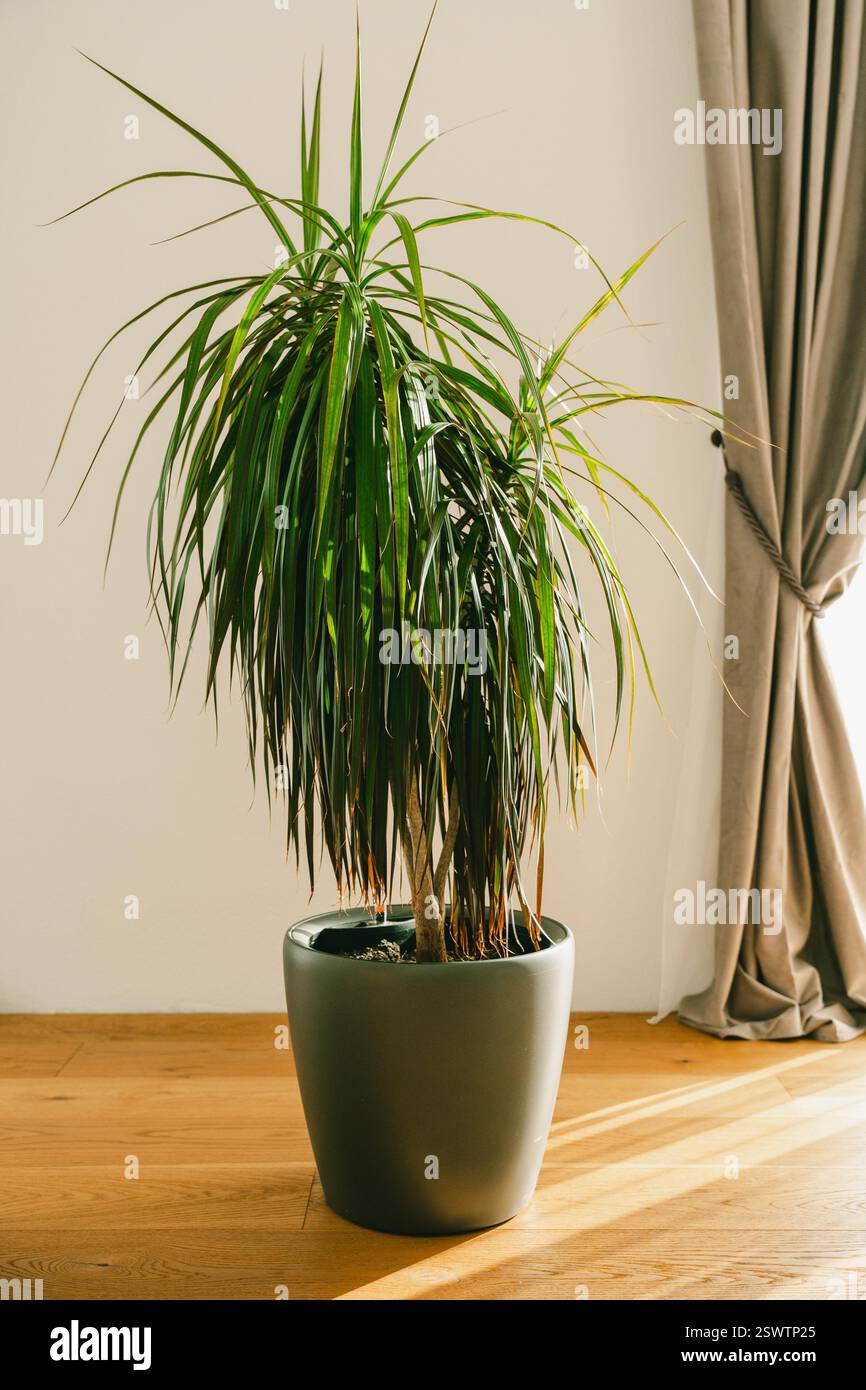 la dracaena si trova nella stanza accanto al muro bianco. Foto di alta qualità Foto Stock